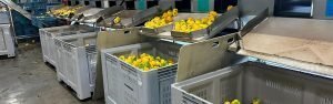 Motreahof nieuwe omsnoeringsmachines | Reisopack Nederland